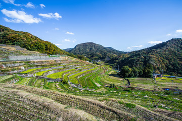 中山千枚田