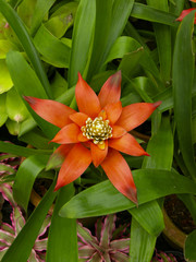 tropical orange-red guzmania flower, like as pineapple, on a green background