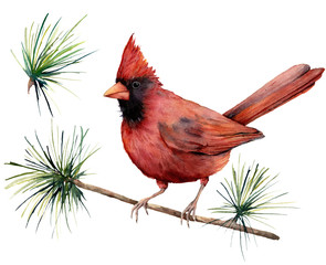 Watercolor bird cardinal. Hand painted greeting card illustration with red bird and branch isolated on white background. For design, print or background.