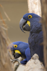two hyacinth parrot macaw at the zoo