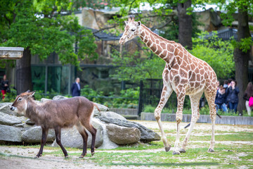 Giraffe and antelope in a zoo, Berlin