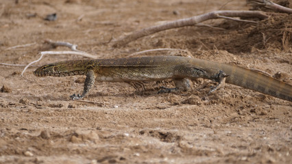 Monitor lizard in Diawling National Park