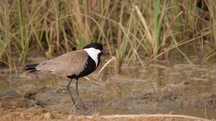 Lapwing bird