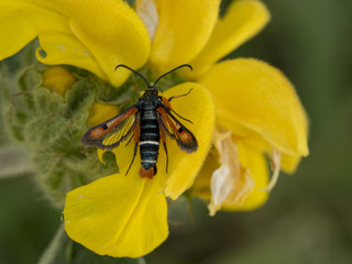 Pyropteron chrysidiformis. La Sésie de l'oseille, un petit papillon classé dans la famille des papillons répandu en europe du sud
