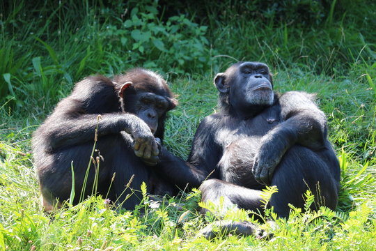 Relaxing Apes