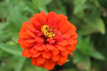 red flower in the garden