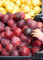 Kinderhand greift nach roten und gelben Pflaumen