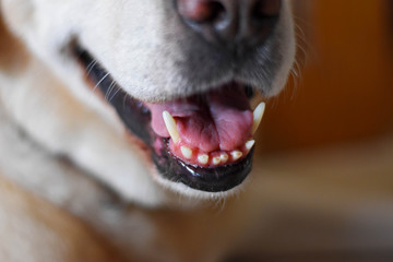 closeup of white Labrador retriever teeth 