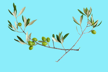 Olives branch isolated on blue background