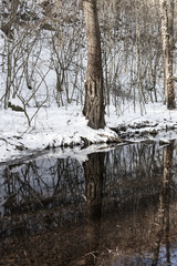 Frozen tree trunks mirrored in a spring wintertime in Hungary