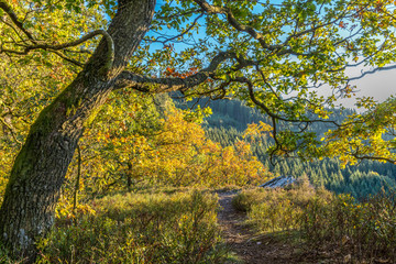 Herbststimmung in einem Laubwald in der Eifel