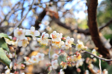 Plum flower