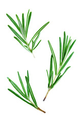 Fresh Rosemary leaves isolated