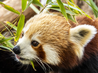 red panda eating bamboo