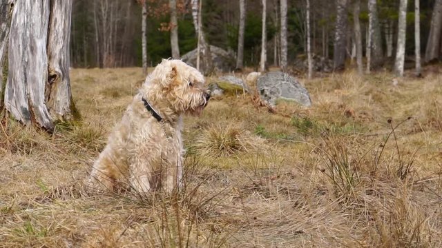 An irish soft-coated wheaten terrier dog sits in a field watching and listening.