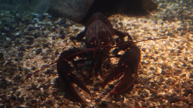 A live lobster searching for food in the bottom gravel