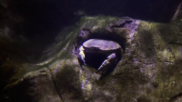 A edible brown crab in his hiding at the sea floor.