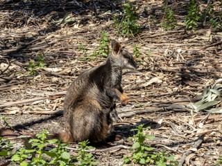 wallaby with baby joey