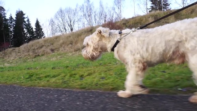 An irish soft-coated wheaten terrier dog walking on a leash.