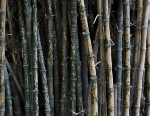 Name written on bamboo trees