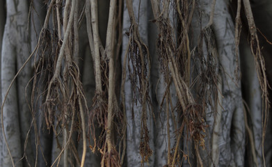 Trunk of a banyan tree