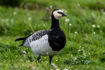 Barnacle Goose on the ground © tobyphotos