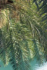 green branch of a palm tree