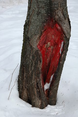  Hollow covered with a protective layer of red.