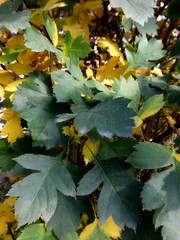 colors of Siberian autumn