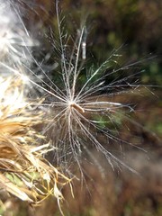thistle seeds 2