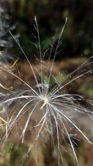 thistle seeds 1