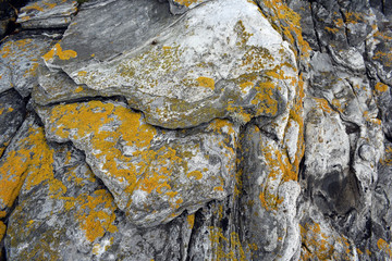 Yellow lichen grows on the rock. Coast of the North Sea. Texture.