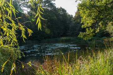 Beautiful small natural forest lake at sunrise.