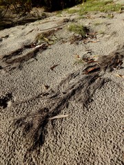 roots and sand