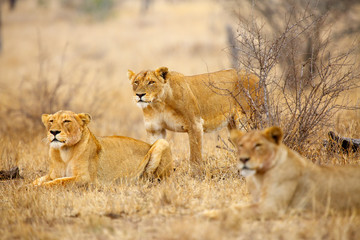 The Southern lion (Panthera leo melanochaita) also the East-Southern African lion or  Panthera leo kruegeri. The adult lioness is creeping to the prey, Other members of the pack are watching. - obrazy, fototapety, plakaty