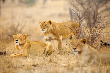 Poster Lion Le lion du sud (Panthera leo melanochaita) aussi le lion d& 39 Afrique de l& 39 Est-Sud ou Panthera leo kruegeri. La lionne adulte rampe vers la proie, D& 39 autres membres de la meute regardent.