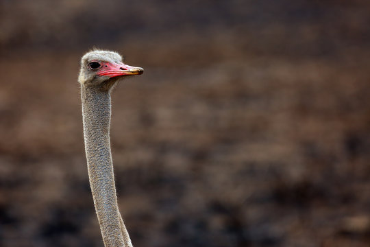 The common ostrich (Struthio camelus), or simply ostrich. Male portrait witk dark background.