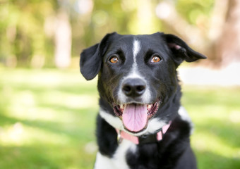 A black and white Border Collie mixed breed dog outdoors with a happy expression