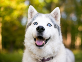 An Alaskan Husky dog with beautiful blue eyes and a happy expression