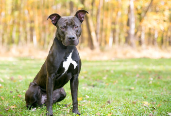 A black and white Pit Bull Terrier mixed breed dog sitting outdoors