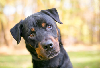 A Rottweiler dog outdoors listening with a head tilt