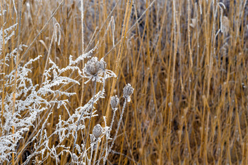 Fototapeta premium Dry plants are covered with hoarfrost, on the background of reeds