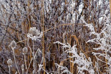 Dry plants are covered with hoarfrost