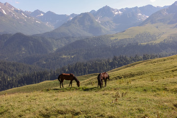 Plakat Two alone horses on mountain meadow
