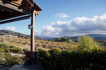 Vineyard in southern California