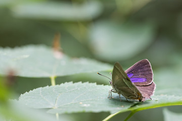 Neozephyrus Quercu Blauer Eichen Zipfelfalter