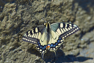 Papilio machaon, Old World swallowtail, sits on the wall of a sand quarry.