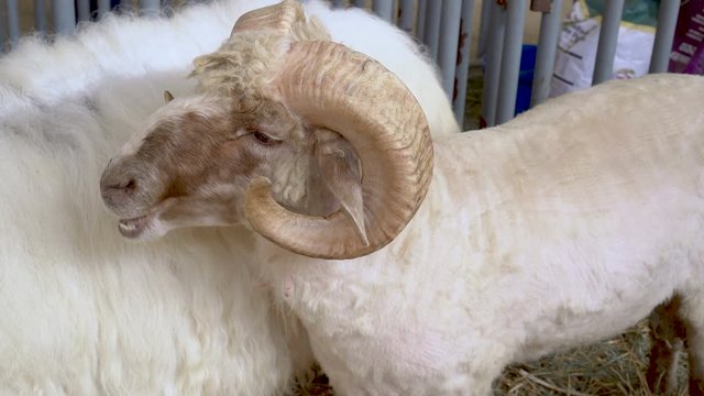 4K two rams at a county fair