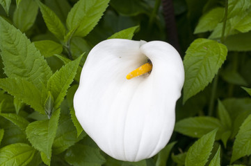 White Calla lily flower blooming in spring
