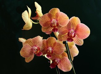 orchid PHALAENOPSIS flowers close up